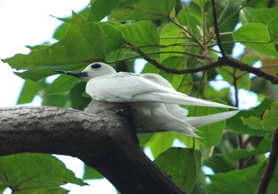 How The Manu-o-Ku Became Honolulu’s Top Bird