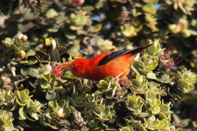 Once-Plentiful Hawaii Bird Now Protected By Endangered Species Act