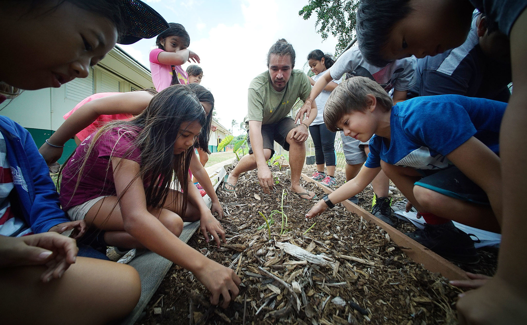 Joe Wat from Aina In Schools assists Ala Wai Elementary 4th graders in planting ‘Uala or Hawaiian Sweet potato cuttings in their garden.