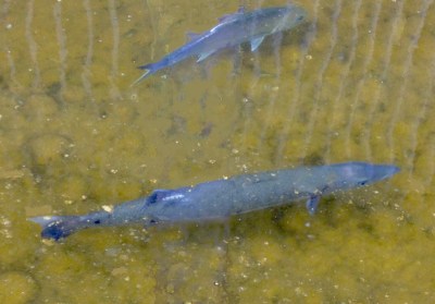 An Urban Legend Confirmed: The Capitol Barracuda Lives