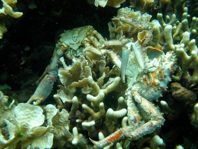 Coral Bleaching, Low Oxygen Levels Getting Worse In Oceans