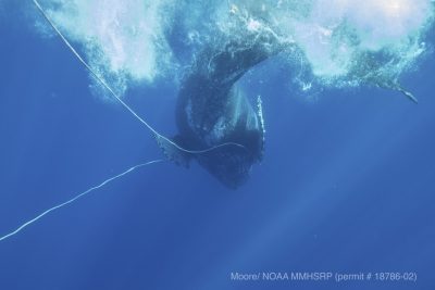 Crews Free Entangled Humpback Whale Near Maui