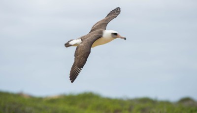 The Rights Of Animals Are Ignored In Navy’s Bombing Plans