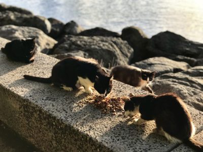 Feral Cat-Friendly Measure Dies In The Senate
