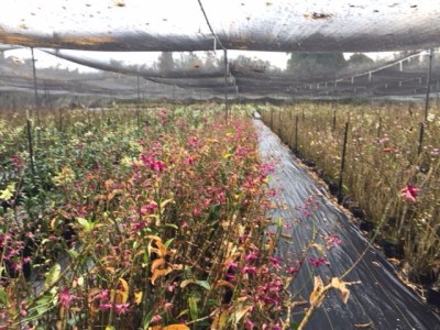 Kilauea Eruption Wreaks Havoc On Farms In Several Ways