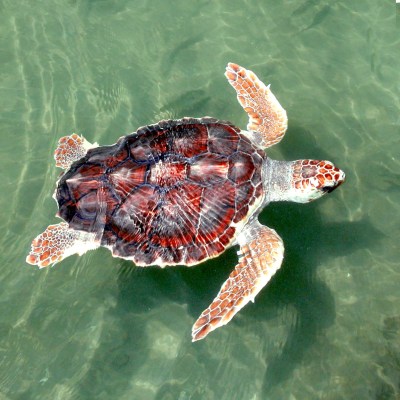 Hawaii Swordfish Industry Shut Down To Protect Endangered Turtles