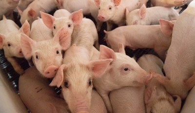 What Pigs Taught Me About Being Human