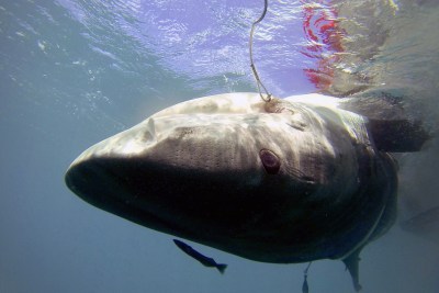 Chad Blair: A Lawmaker, A Bill And A Shark Named Laverne