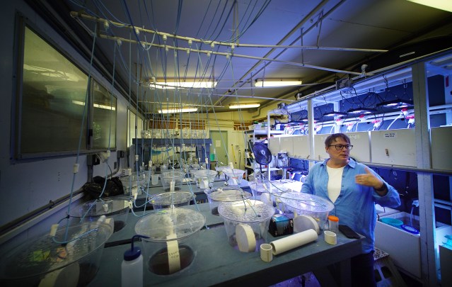Dr Ruth Gates shows some experiments with coral on Coconut Island.