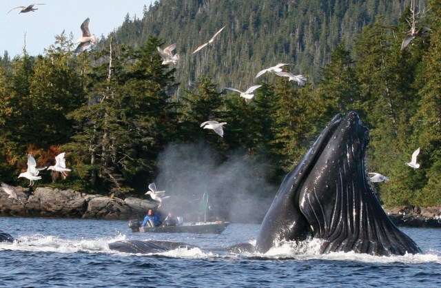 FILE - In this Oct. 3, 2009 file photo, boaters and fishermen watch as a group of up to six humpback whales feed on herring near Ketchikan, Alaska. Over the past several years researchers have noticed a decline in the number of North Pacific humpback whales showing up in their traditional breeding grounds around Hawaii. The missing humpbacks migrate each autumn from Alaska, where they feed during the summer months, to Hawaii, where they mate and give birth during the winter. (Tom Miller/Ketchikan Daily News via AP, file)