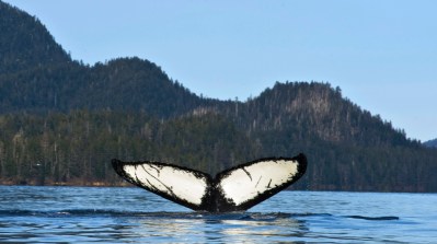 Whales And Their Ability To Store Carbon Could Help Fight Climate Change