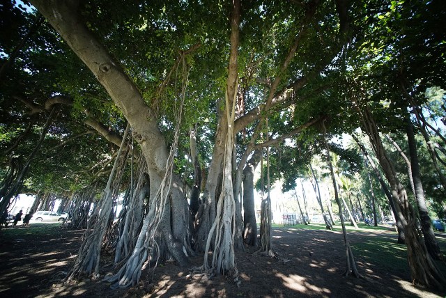 Banyan Tree near Waikiki Aquarium.