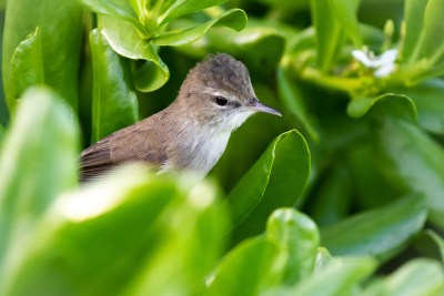 Racing To Save Hawaii’s Songbirds From Extinction