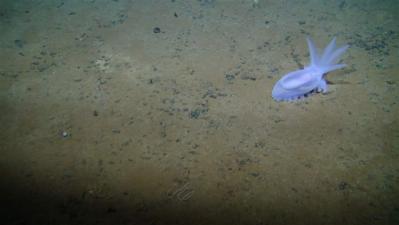 Rushing To Mine A Sea Floor Full Of Treasure — And Unique Creatures