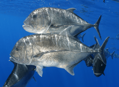 There Are Limits To The Ocean’s Bounty