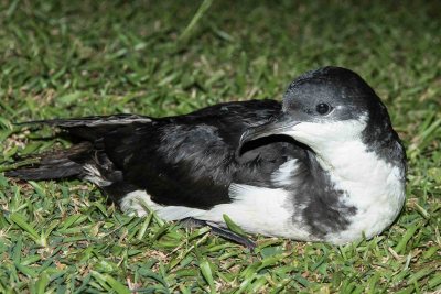 Conservationists Threaten Lawsuit Over Maui Lights That Harm Seabirds
