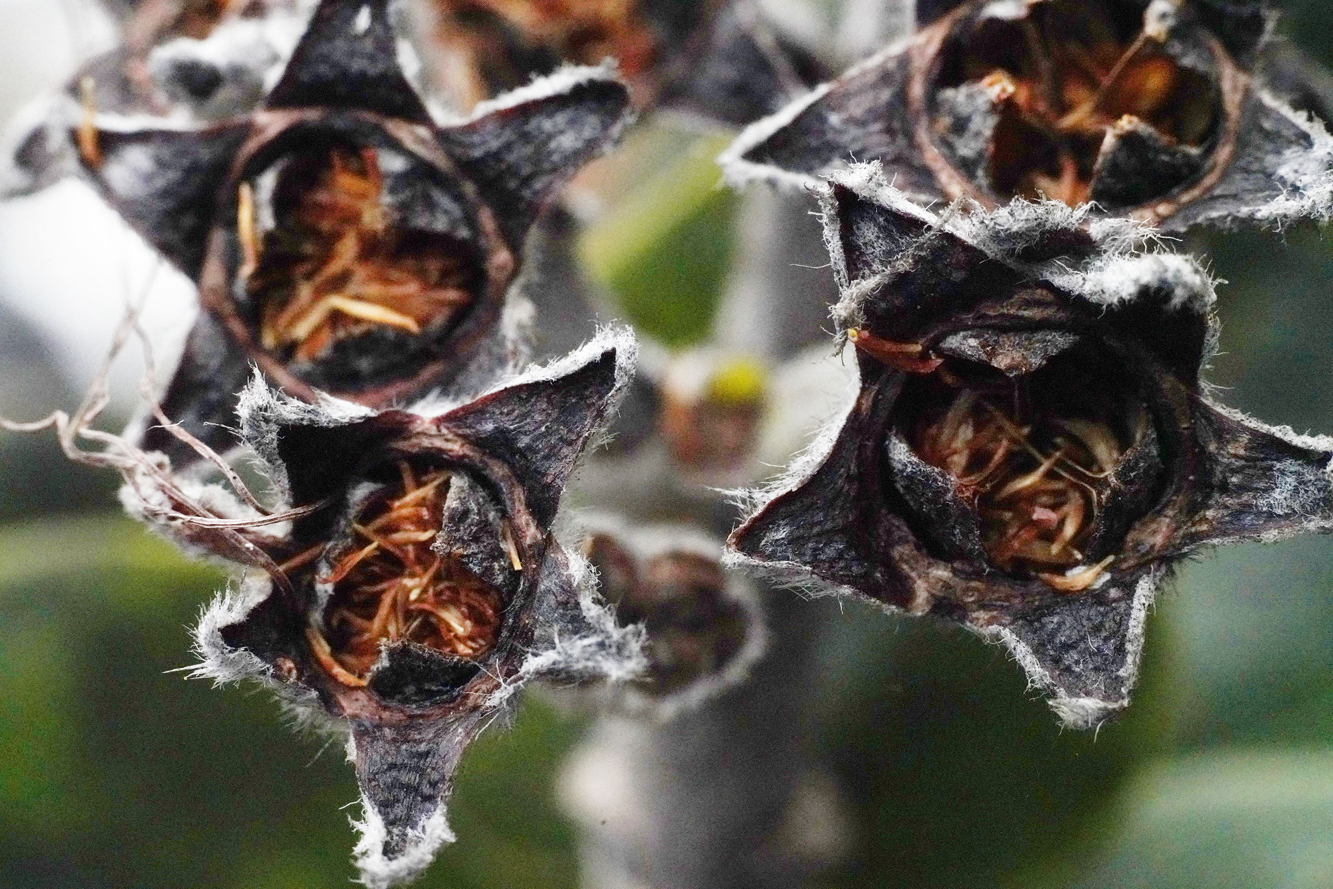 Ohia Seeds brown little sickle shaped things inside the seed pod. The individual seeds are about 1mm in length. Kokee, Kauai.