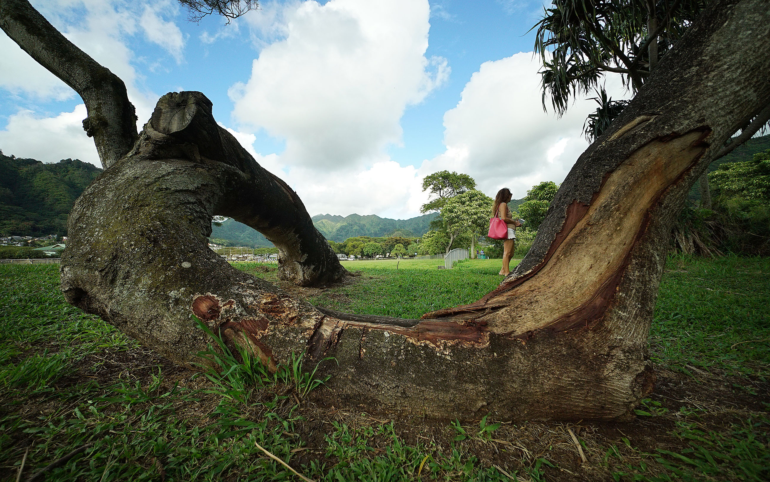 Damaged Acacia Trees at Manoa Park.