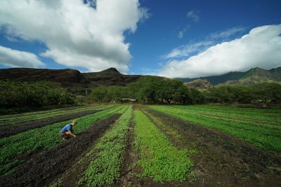 To Rebuild The Economy, Focus On A Hawaii-Grown Infrastructure