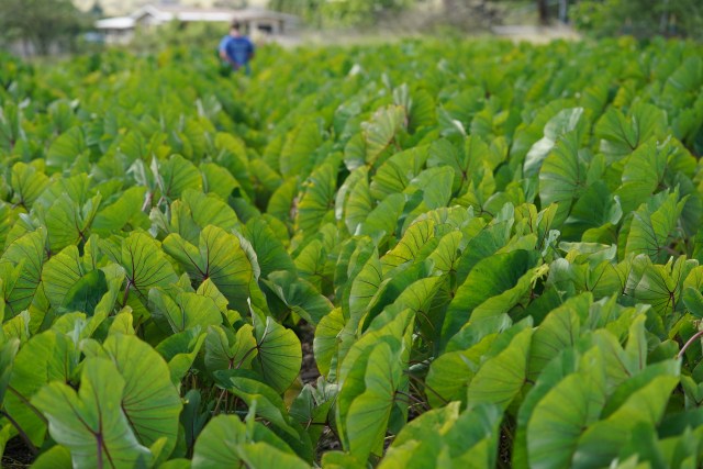 Kahumana Organic Farm & Cafe luau leaf.