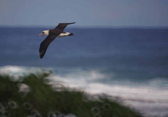 Laysan Albatross near the Turtle Bay Resort.