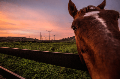 Chad Blair: Bestiality Is Still Legal In Hawaii