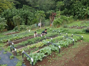 Tasks Yamamura (left) and Allie Dyer (right) pick weeds and harvest kale plants at the Ho'oulu Aina garden Thursday, February 7, 2019.  The food grown here is sold as farmer's market produce and used to prepare food at the Roots Cafe in Kalihi Valley. (CivilBeat photo Ronen Zilberman)