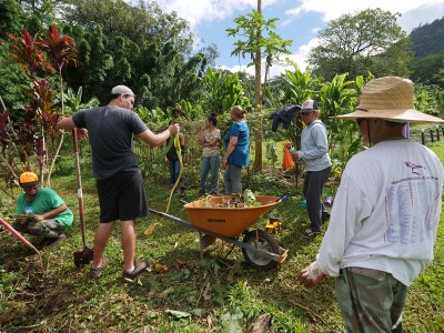 Volunteers come out to help maintain Ho'oulu Aina garden Thursday, February 7, 2019. The garden is part of the Kokua Kalihi Valley program and hosts community work days every Wednesday and Thursday. (CivilBeat photo Ronen Zilberman)