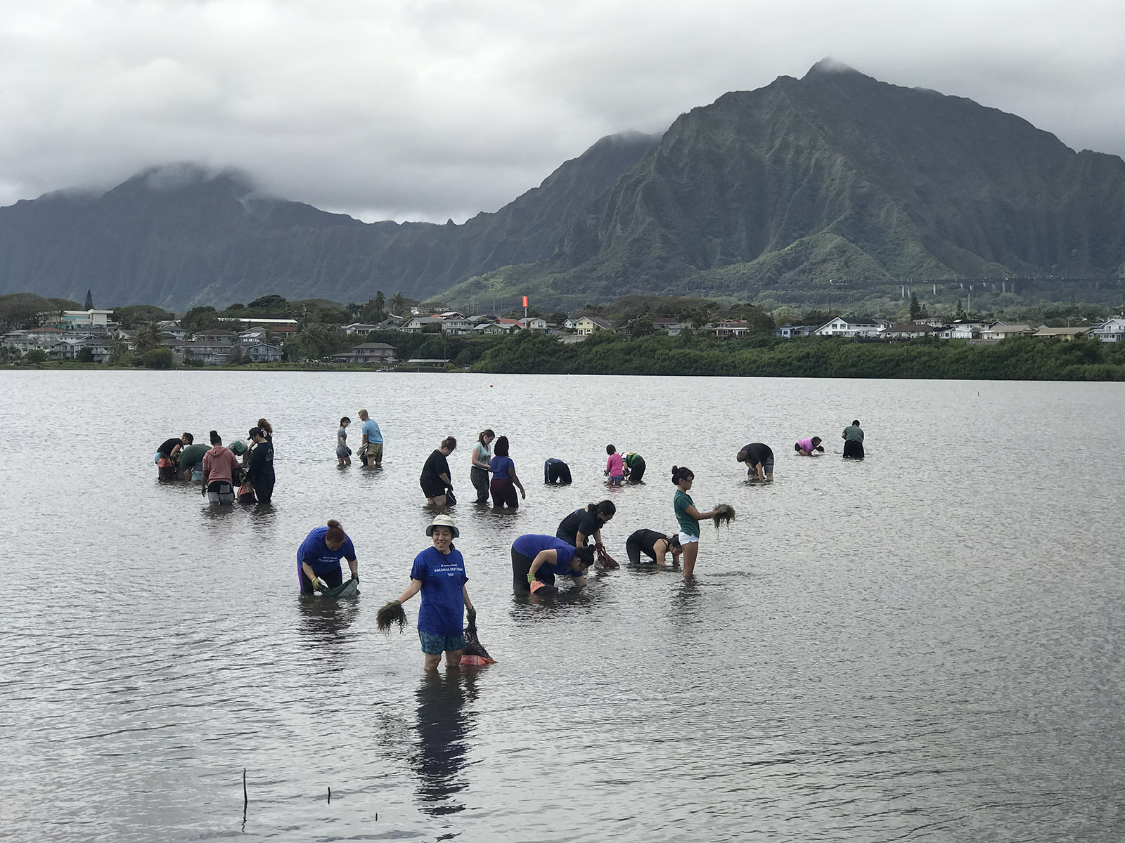 Volunteers for the Paepae O He'eia non-profit organization collect invasive limu seaweed from inside He'eia fishpond walls on Saturday, March 23, 2019. The restoration of the He'eia fishpond for the past 15 years would not have been possible without the help of countless volunteers who turn out once a month on community workdays. (CivilBeat photo Ronen Zilberman)