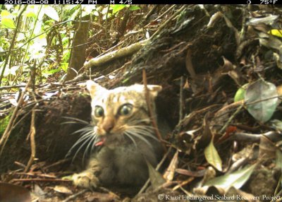 Tracking The Feral Cats That Kill Kauai’s Endangered Seabirds