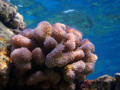 Scientists Unveil New 3D Maps In Race To Save Hawaii Coral