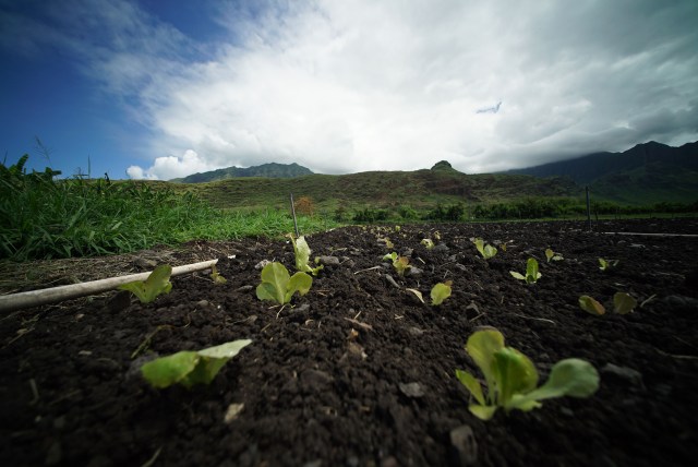 Mao farms seedlings sprout in Waianae.