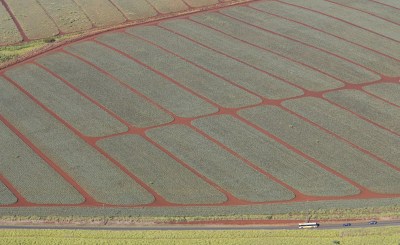 Dole Food Co Pineapple fields along Kamehameha Hwy near Wahiawa.
