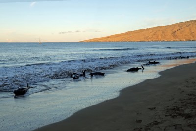 2 Dolphins Euthanized After Stranding On Maui Beach