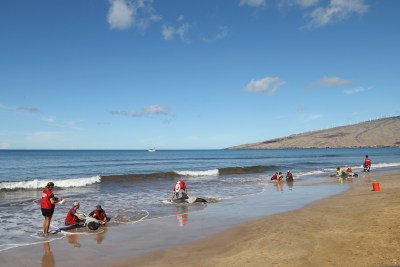 4 Stranded Whales Euthanized On Maui Beach