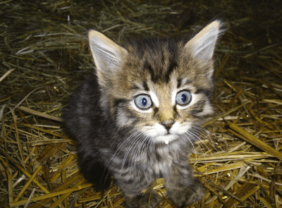 Animal Shelter Stats Don’t Tell The Whole Story