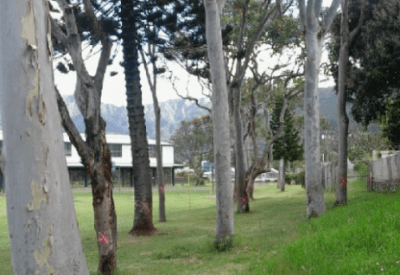 Why We Should Save The Trees At Noelani Elementary