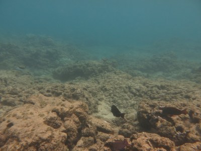 Rep. Angus McKelvey: Maui Wastewater Lawsuit Appeal Is Wrong