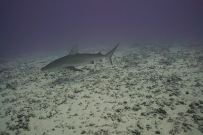 NOAA: ‘The Reefs Weren’t Damaged, They Were Just Gone’