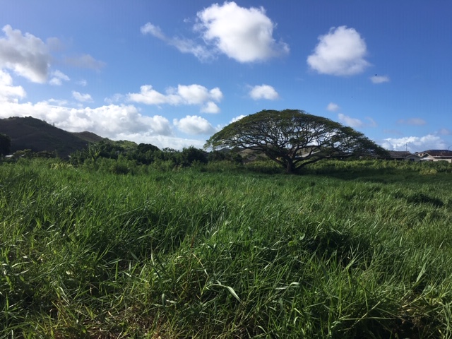 Neighbors say this field is a wetland, but officials say it isn't.