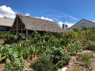 UH West Oahu Has A New Program In Native Hawaiian Healing