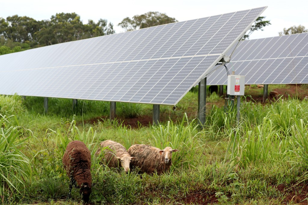 The bill phases out the financial incentive that has made Hawaiʻi the national leader in rooftop solar adoption. (Nathan Eagle/Civil Beat/2019)