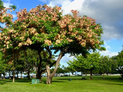 Denby Fawcett: Ala Moana Playground Backers Are Not Just ‘A Group Of Mothers’