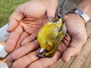 kiwikiu mosquito avian malaria