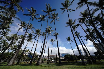 Hawai‘i’s Future Depends On The Coconut Tree