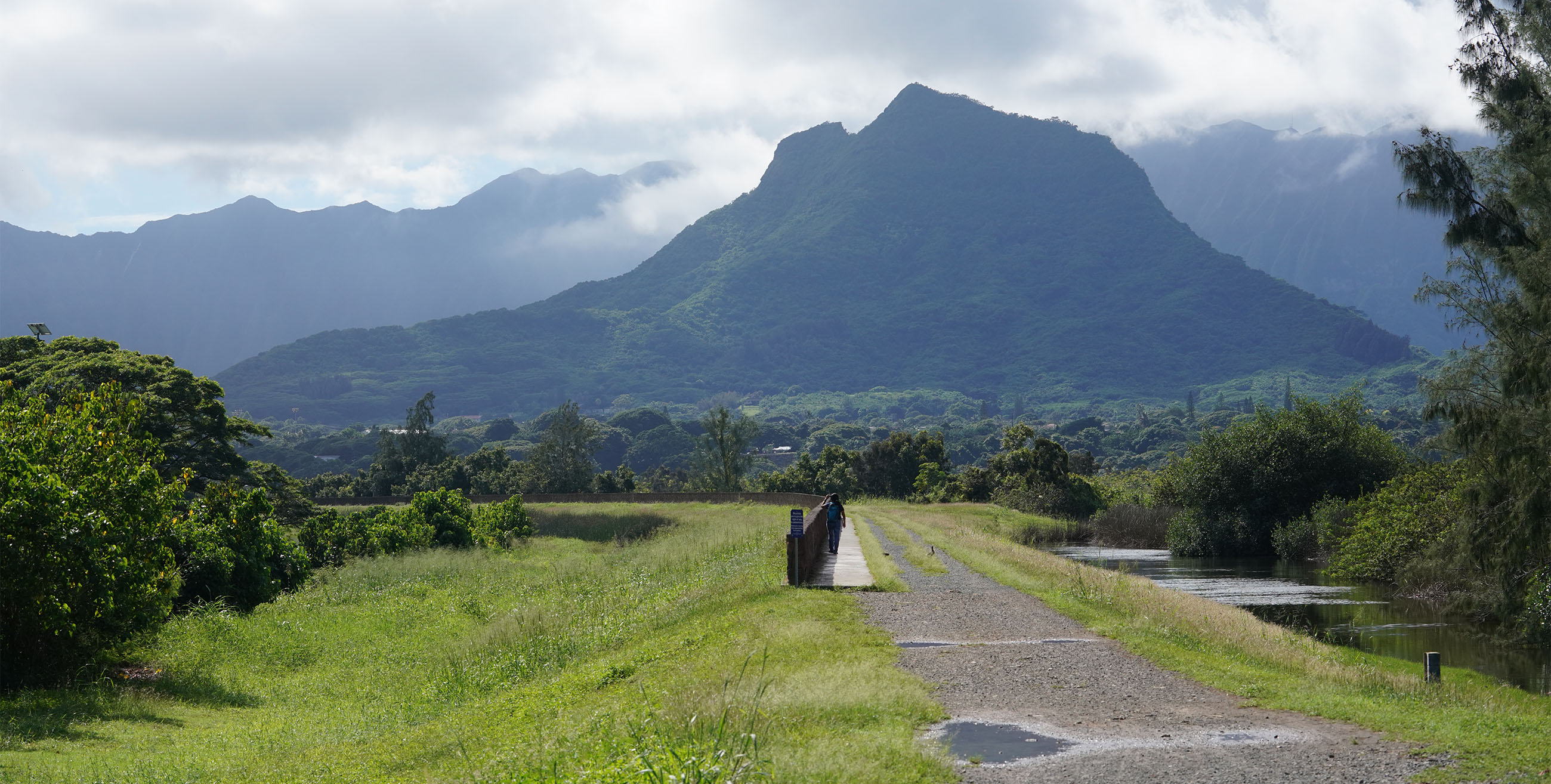 Kawainui Marsh overgrown with grass and trees, with view of Mount Olomana.