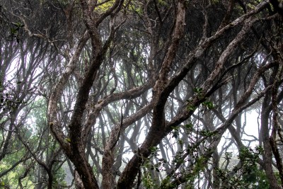 Celebrating The Year Of Our Community Forests In Hawai‘i