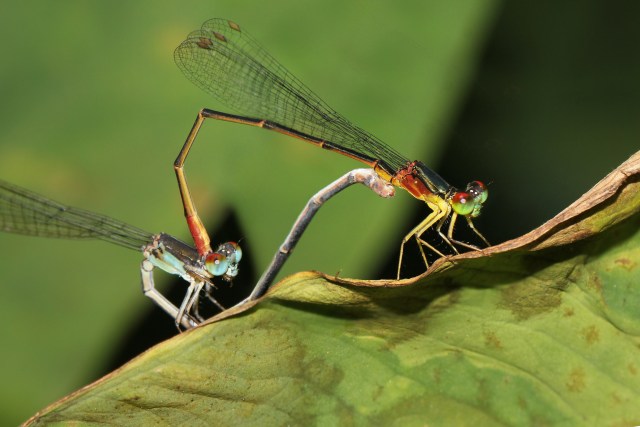 The rare Blackline damselfly is almost extinct in Hawaii