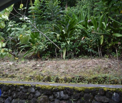 Big Island: Council OKs Ban On Roundup And Other Herbicides On County Land