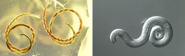 Adult female nematodes recovered from rat lungs